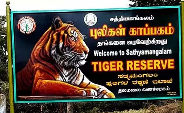 சத்தியமங்கலத்தில் புலிகள் கணக்கெடுப்பு தொடக்கம்